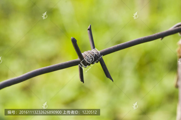 帶刺的鐵絲系著青草和樹葉