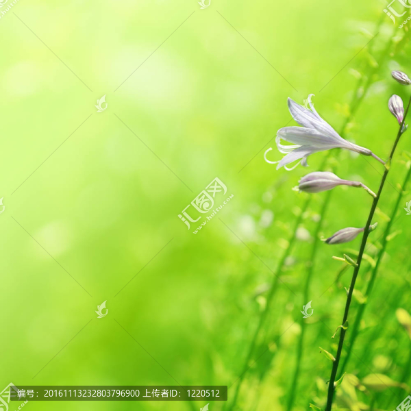 綠花之花