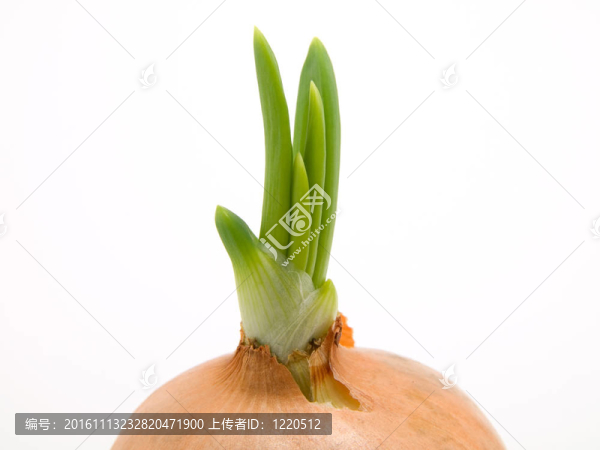 白色背景洋蔥的新鮮球莖