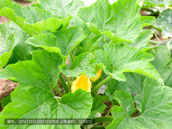 綠花和西葫蘆對(duì)骨髓的菜畦種植蔬菜。