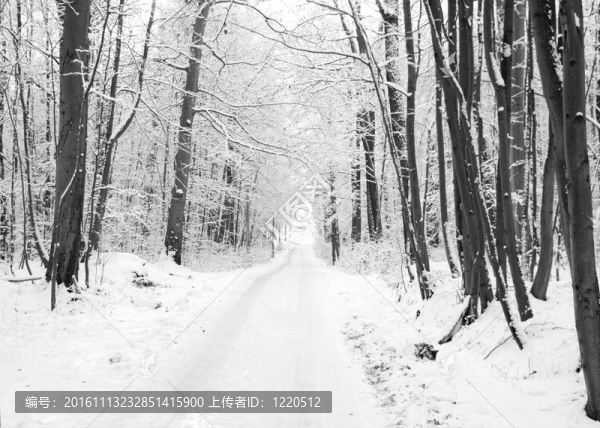 冬季木材之路。樹上覆蓋著雪