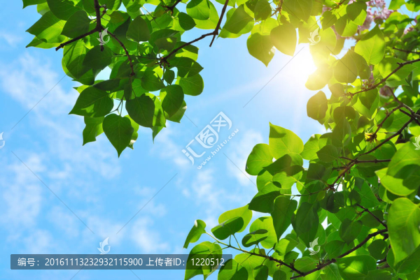 綠葉和太陽-匯圖網(wǎng) www.fosd68.com 綠葉和太陽