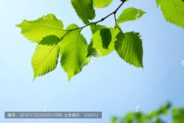 藍(lán)天背景下的綠葉