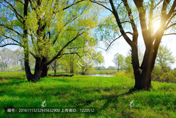 綠色春天樹和太陽