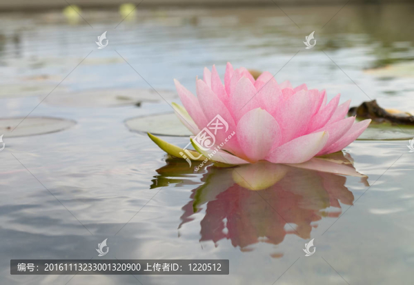 帶水百合的夏天