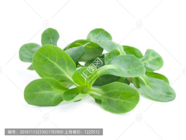 白色背景上的新鮮沙拉