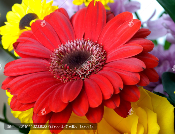 紅色的Gerber的花