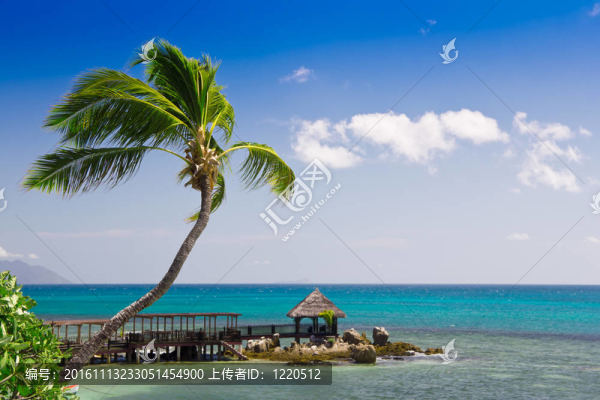 棕櫚樹的熱帶海景全景和裝飾