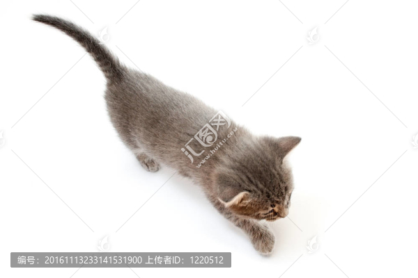 小貓