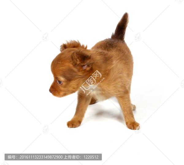 奇瓦瓦小狗工作室-匯圖網(wǎng) www.fosd68.com 奇瓦瓦小狗工作室