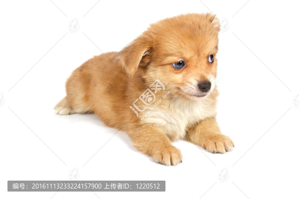 chihuhua小狗在白色的背景