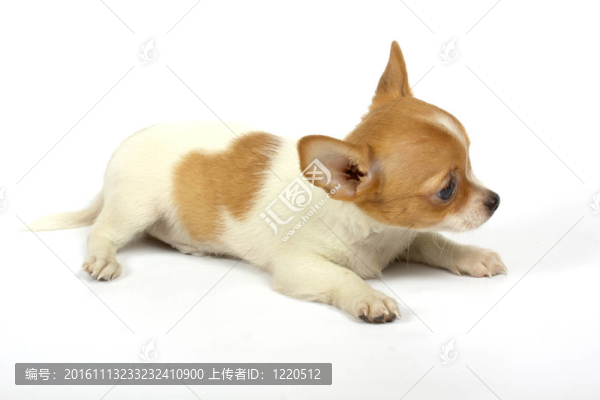 小奇瓦瓦的小狗