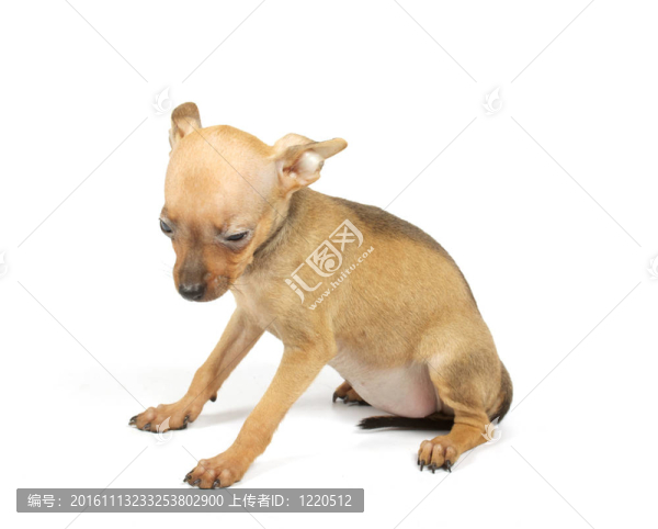 玩具犬的小狗