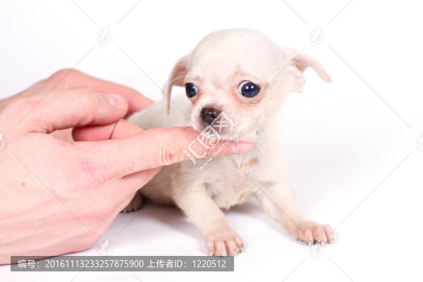 chihuhua小狗在白色的背景