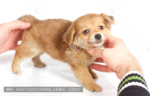 chihuhua小狗在白色的背景