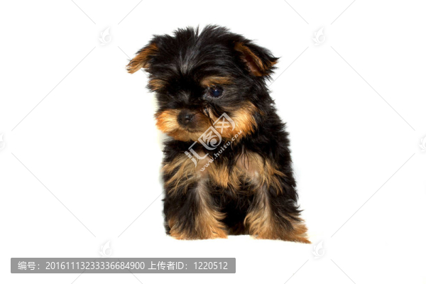 約克夏更的小狗