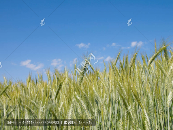 藍(lán)天上的小麥?zhǔn)斋@-匯圖網(wǎng) www.fosd68.com 藍(lán)天上的小麥?zhǔn)斋@