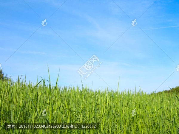 藍天上的綠地