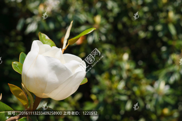 白木蘭花與背景樹