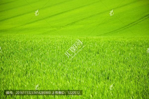 綠色的田野