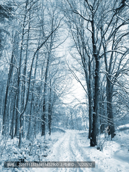冬季木材之路。樹(shù)上覆蓋著雪