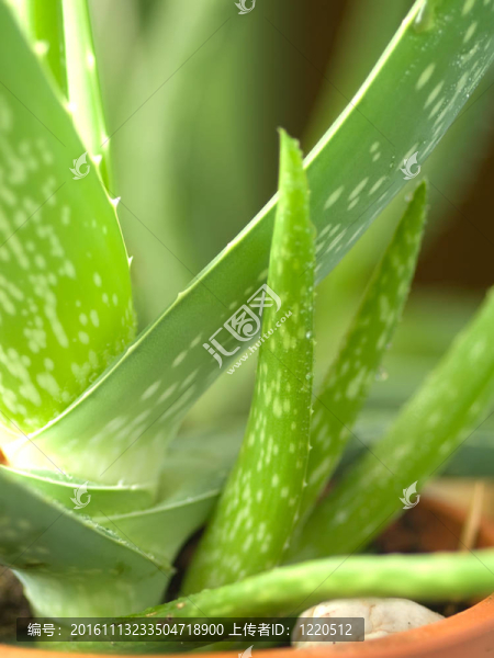 蘆薈綠葉植物近距離。宏