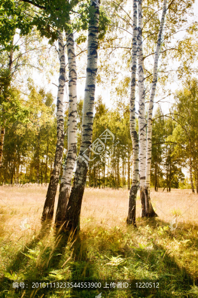 白樺林-匯圖網(wǎng) www.fosd68.com 白樺林