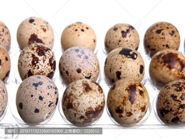 包裝鵪鶉蛋