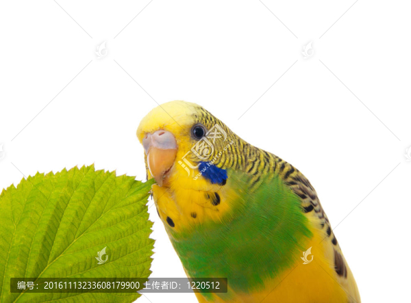 在白色背景的鸚鵡