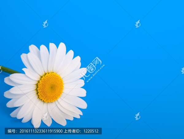 藍色背景上的甘菊