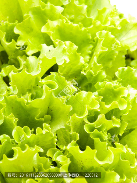 生菜