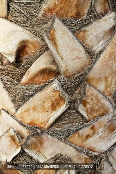 棕櫚樹(shù)的樹(shù)干-匯圖網(wǎng) www.fosd68.com 棕櫚樹(shù)的樹(shù)干