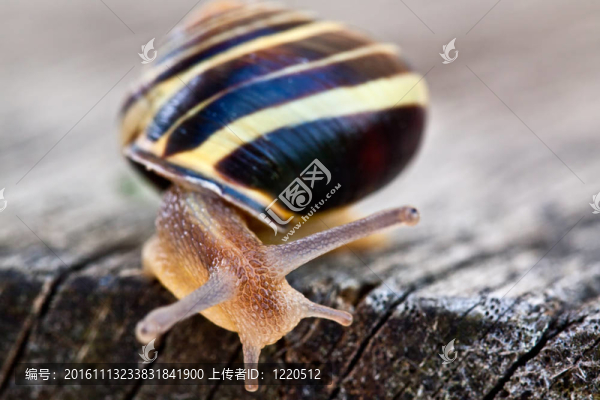 蝸牛