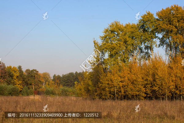 美麗的風(fēng)景。森林的邊緣