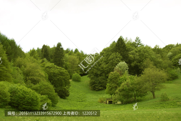 森林