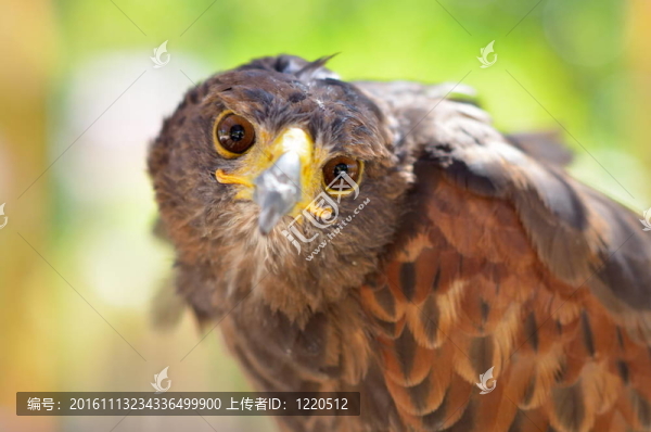 獵鷹室外人像