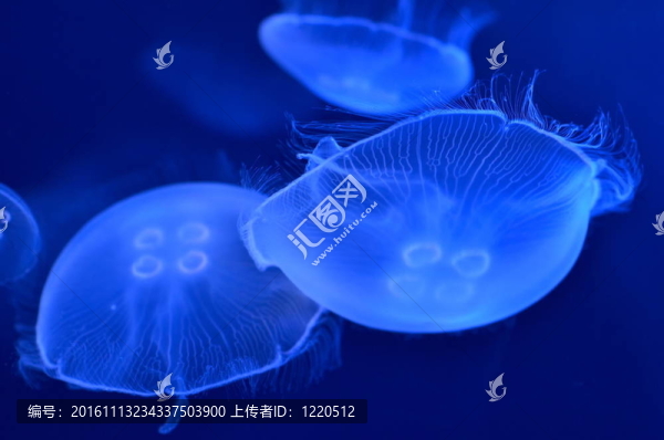 水母的水下圖像