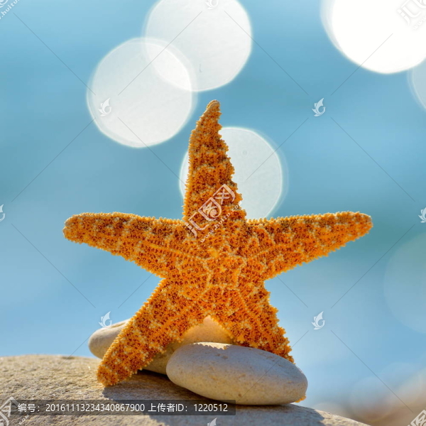 海灘上的海星