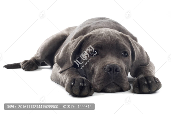 意大利凱因克爾索犬