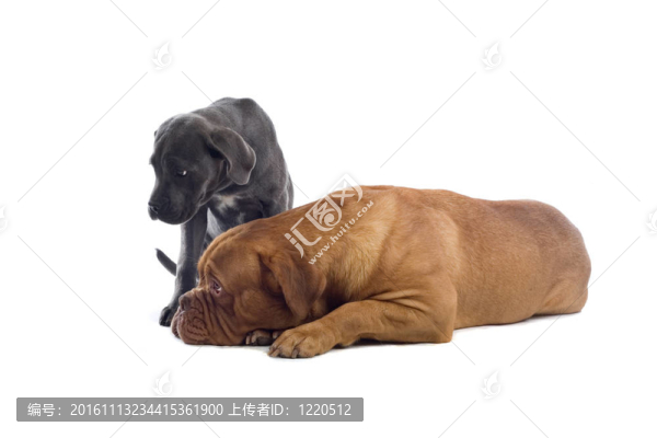 意大利凱因克爾索犬