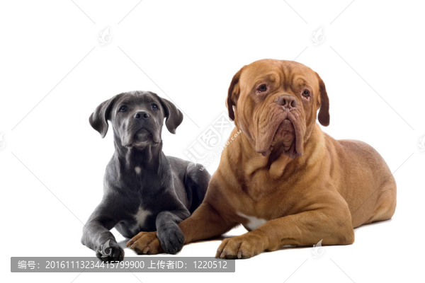 意大利凱因克爾索犬
