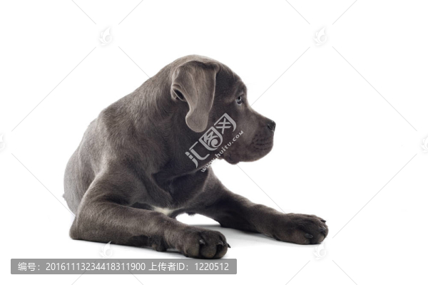 意大利凱因克爾索犬