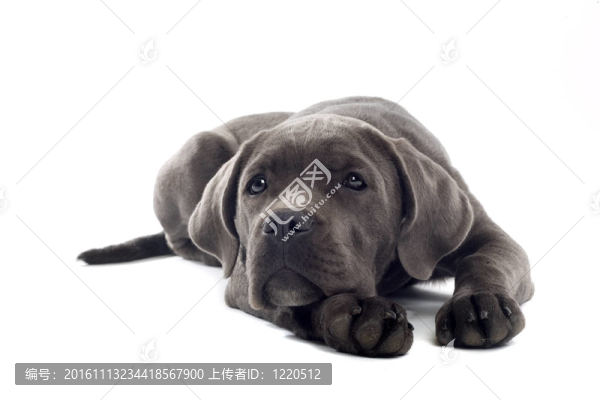 意大利凱因克爾索犬