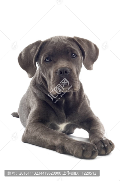 意大利凱因克爾索犬