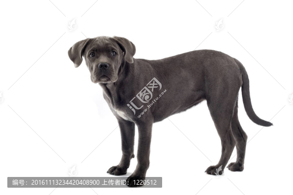 意大利凱因克爾索犬
