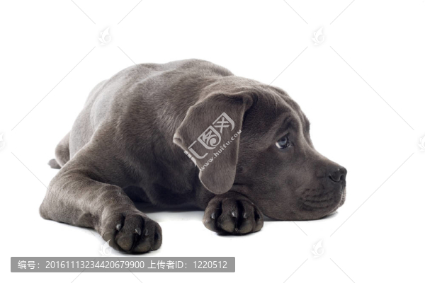 意大利凱因克爾索犬