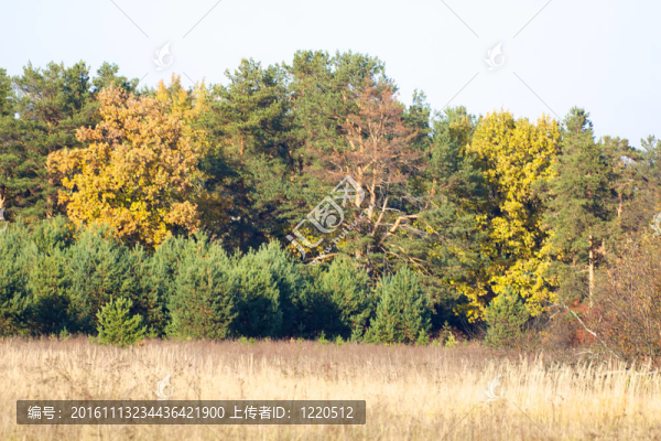 美麗的風(fēng)景。森林的邊緣