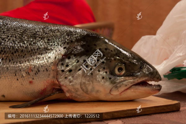 鮭魚