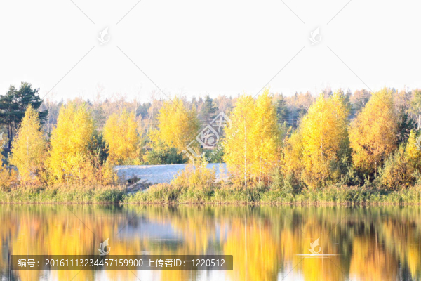 美麗的風(fēng)景。森林的邊緣