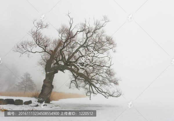 楊柳樹